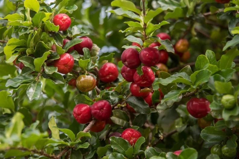 Arvore Frutifera que Cresce Rapido