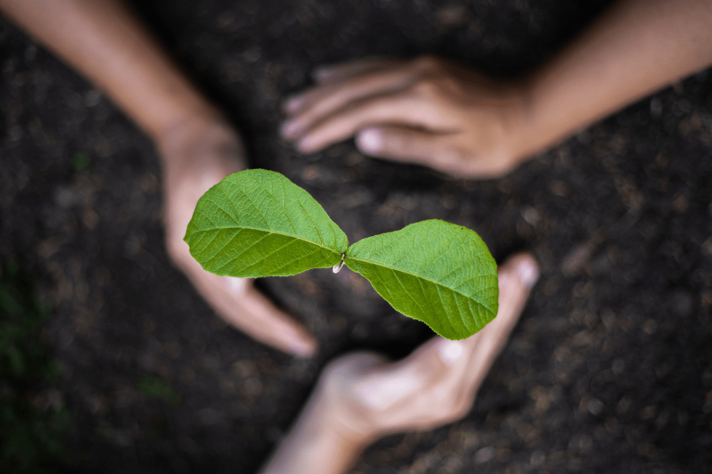Arvore Frutifera que Cresce Rapido