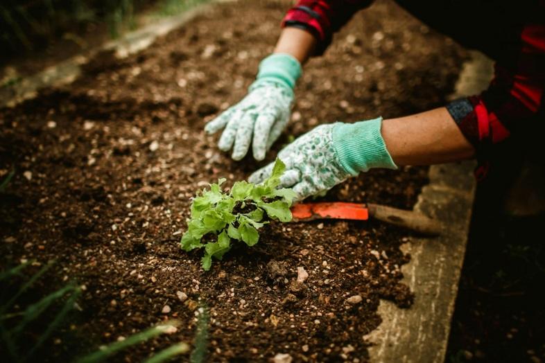 Como Montar um Jardim Barato