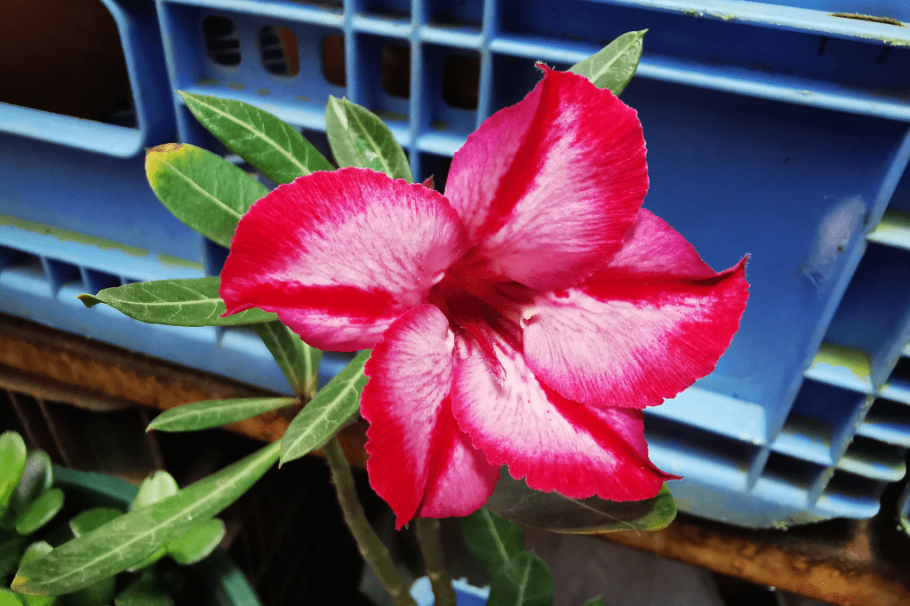 Flor do Deserto Como Plantar