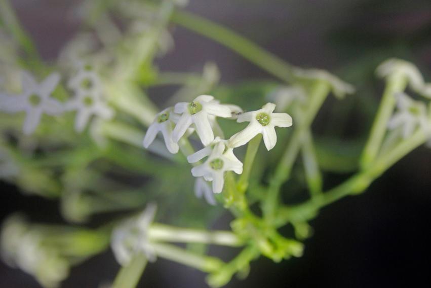 Flores que Florescem a Noite