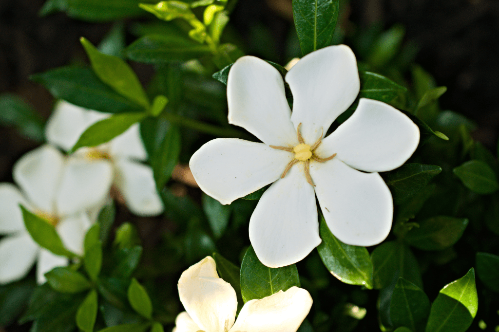 Flores que Florescem a Noite