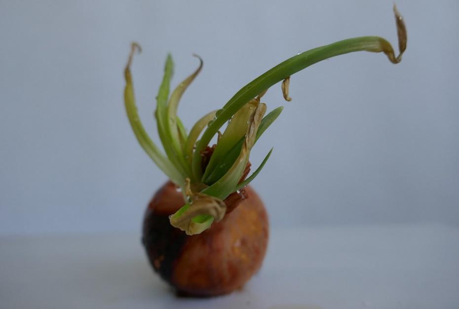 Minha Cebola Brotou Como Plantar