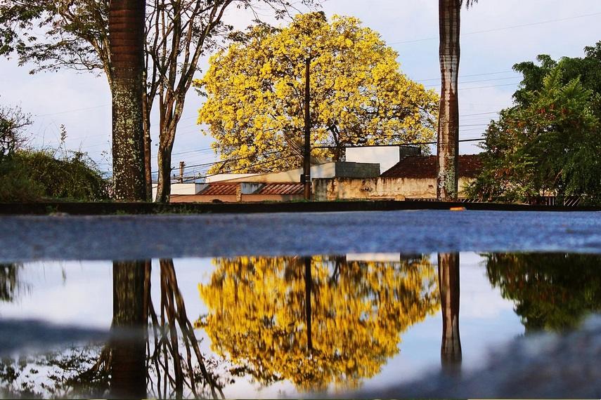 Muda de Ipê Amarelo Como Plantar