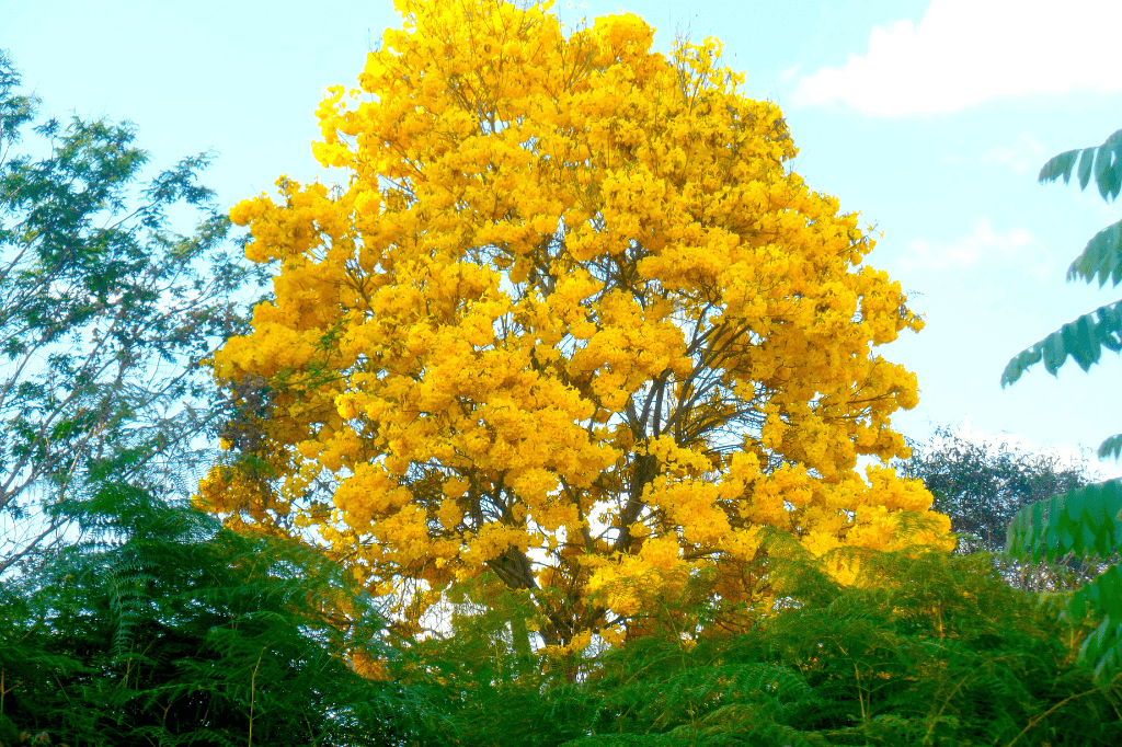 Muda de Ipê Amarelo Como Plantar