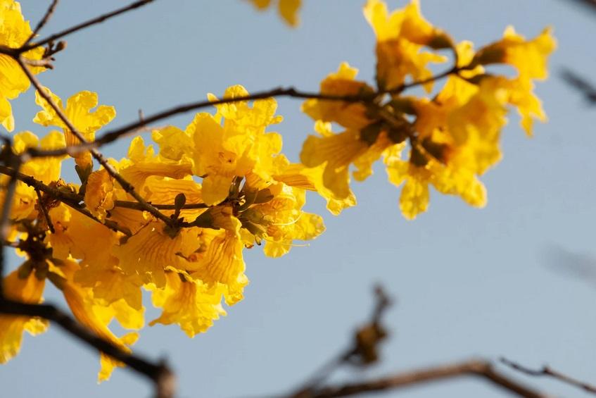 Muda de Ipê Amarelo Como Plantar