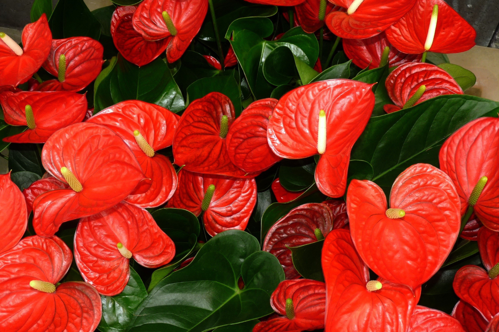 Planta para Apartamento Fáceis de Cuidar-Anthurium andreanum
