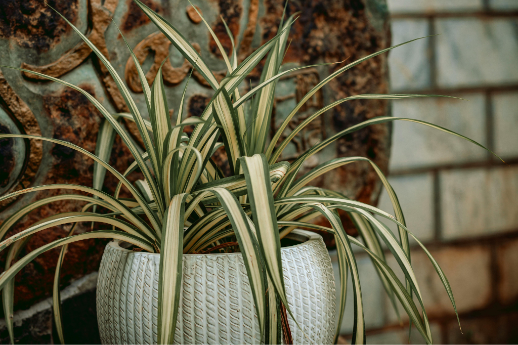 Planta para Apartamento Fáceis de Cuidar-Chlorophytum comosum