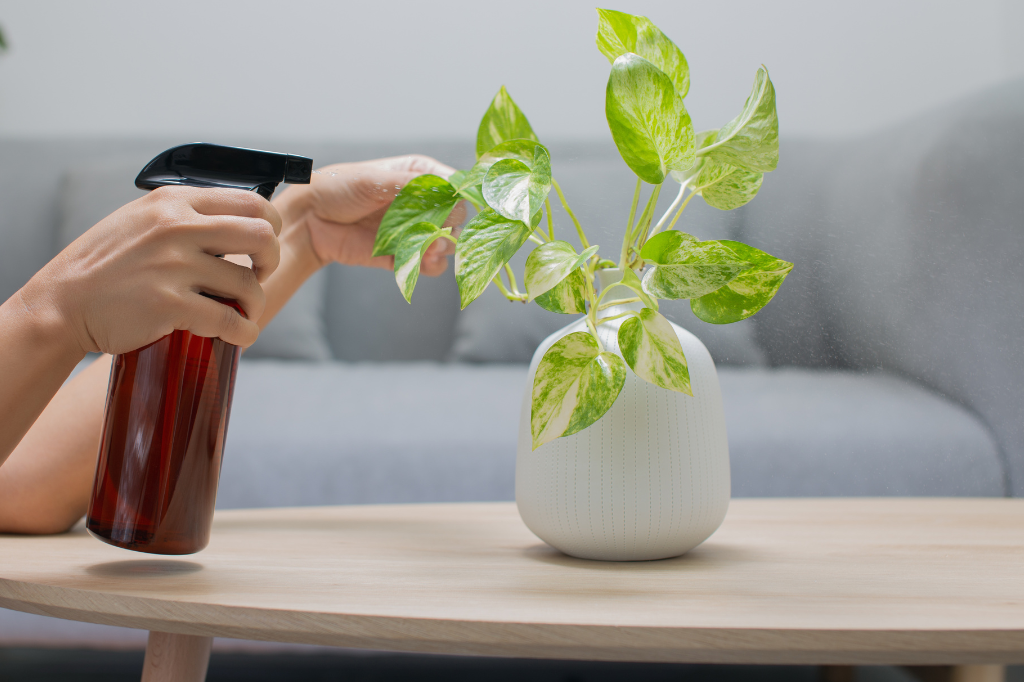 Planta para Apartamento Fáceis de Cuidar-Epipremnum aureum