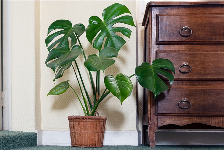 Planta para Apartamento Fáceis de Cuidar-Monstera deliciosa