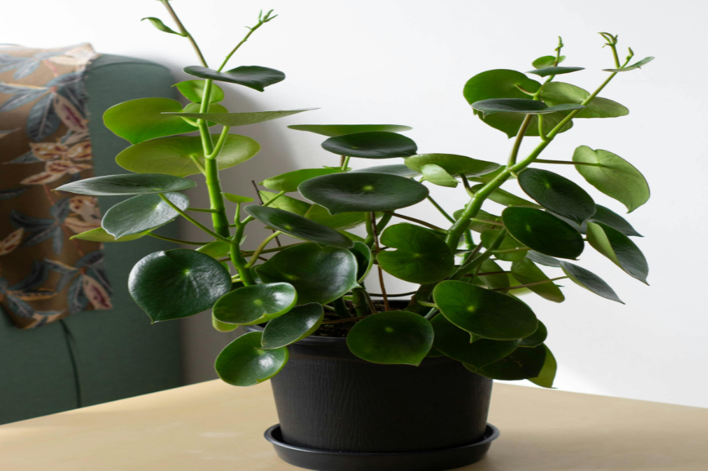Planta para Apartamento Fáceis de Cuidar-Peperomia obtusifolia