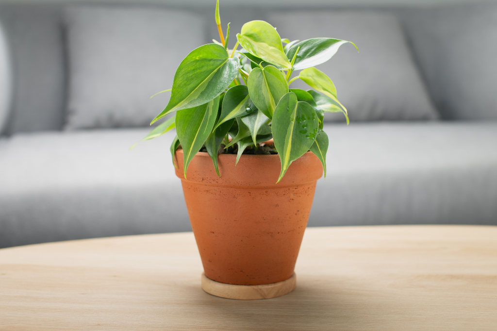 Planta para Apartamento Fáceis de Cuidar-Philodendron hederaceum