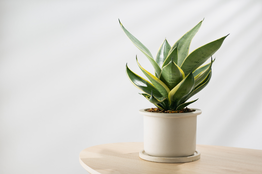 Planta para Apartamento Fáceis de Cuidar-Sansevieria trifasciata