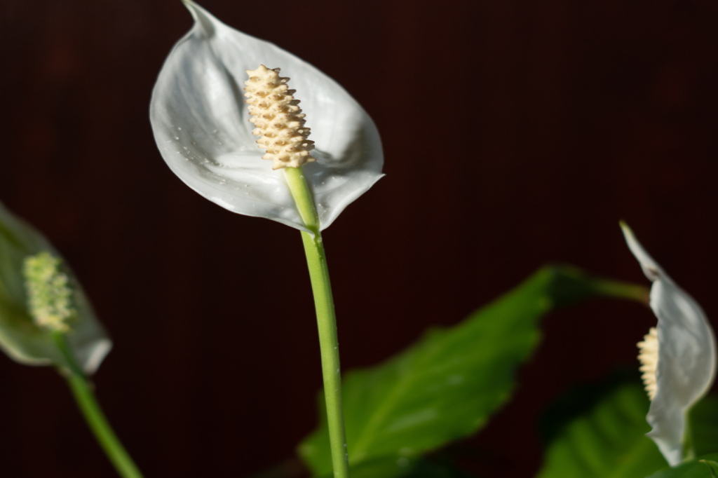 Planta para Apartamento Fáceis de Cuidar-Spathiphyllum