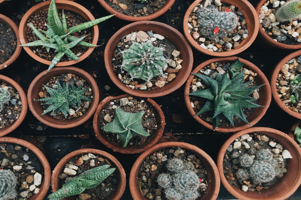 Planta para Apartamento Fáceis de Cuidar-Suculentas e Cactos