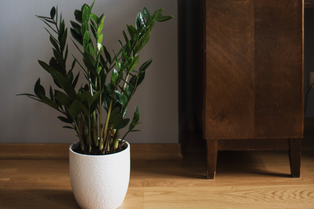 Planta para Apartamento Fáceis de Cuidar-Zamioculca