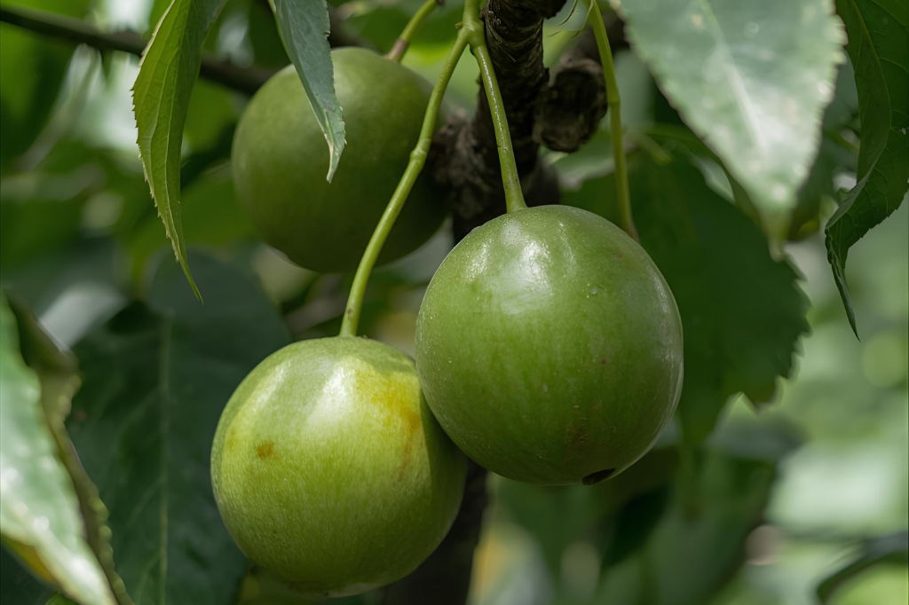 Qual o Melhor Adubo para Plantas Frutíferas