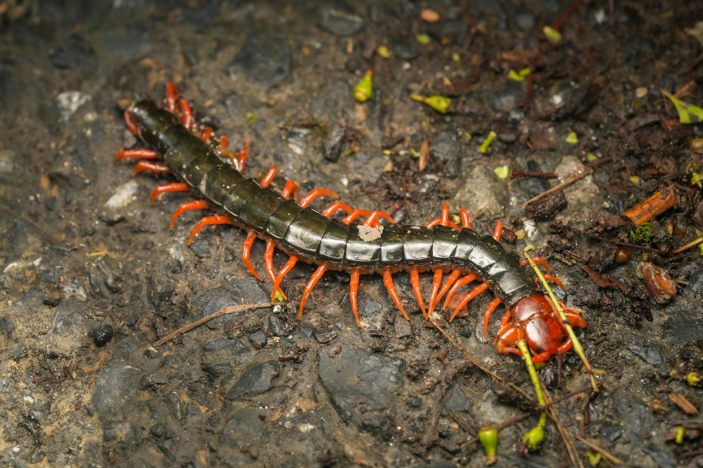 Sonhar com Centopeias