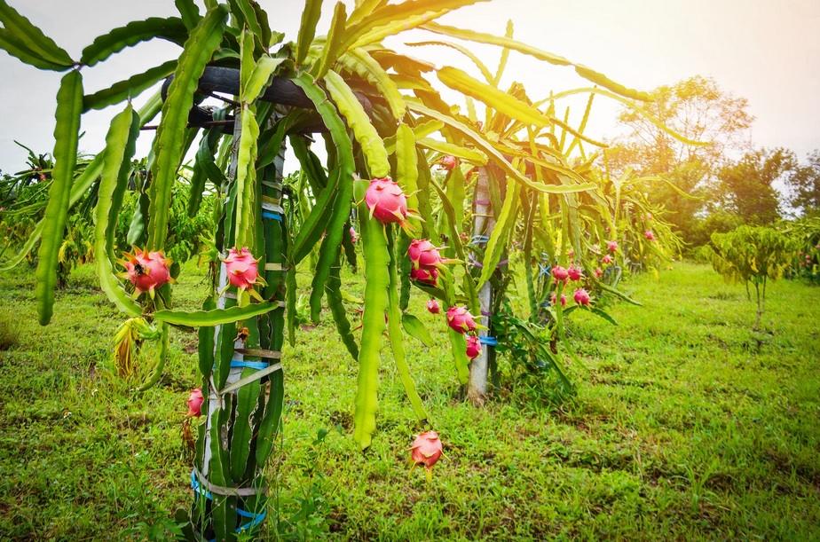 como plantar pitaya