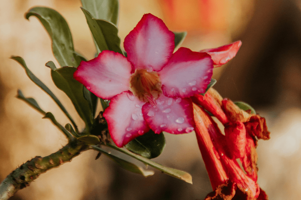 flor do deserto como cuidar
