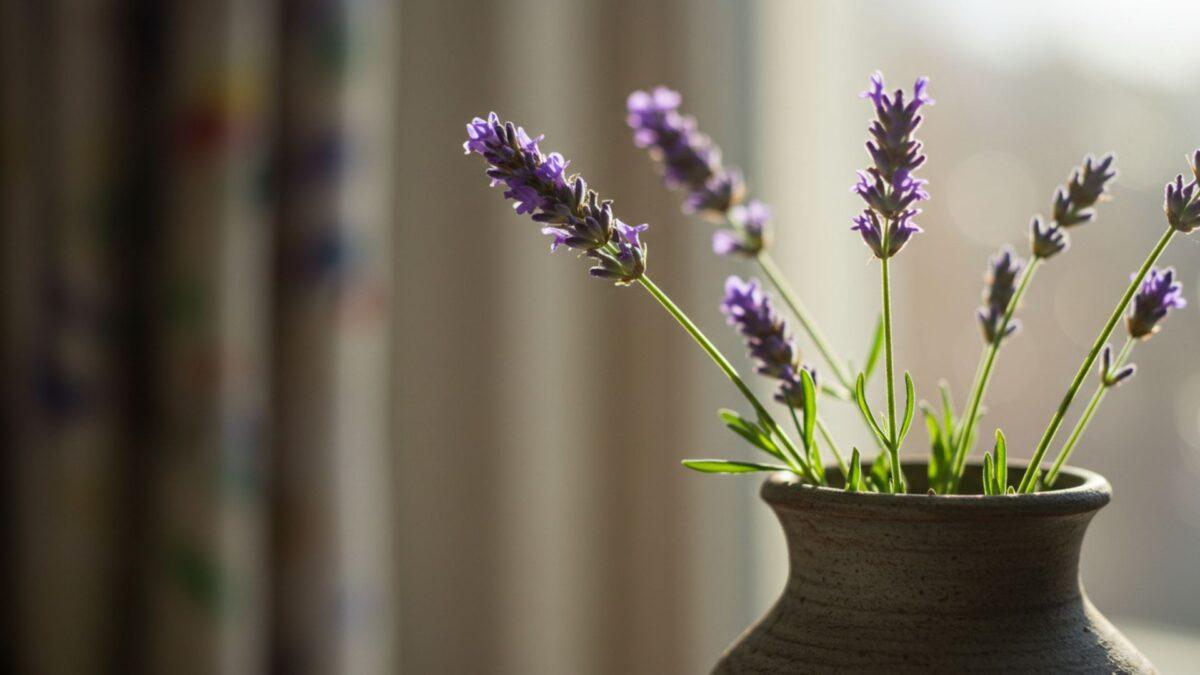 3 Plantas que Purificam, Perfumam e Espantam Insetos de Casa