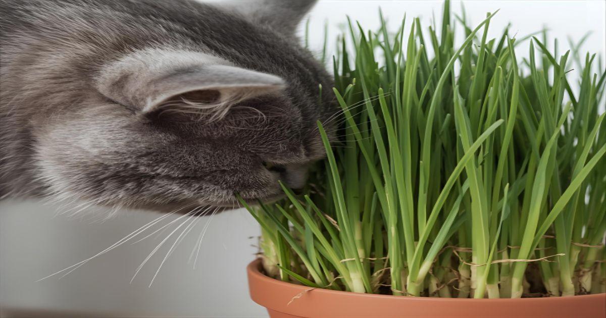 Planta Fácil de Cuidar Para Gato