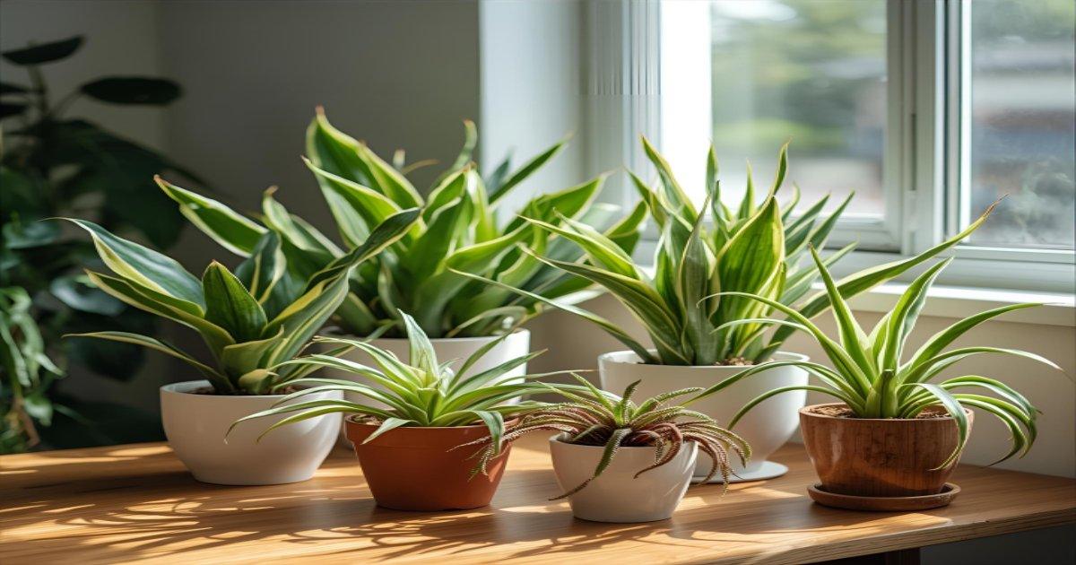 Plantas que Renovam o Ar