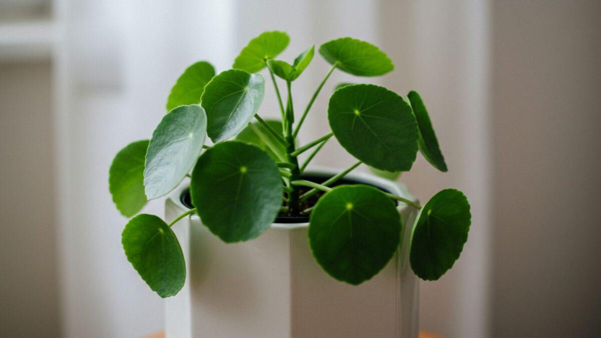 Plantas Perfeitas para Decorar Casas com Pouco Espaço