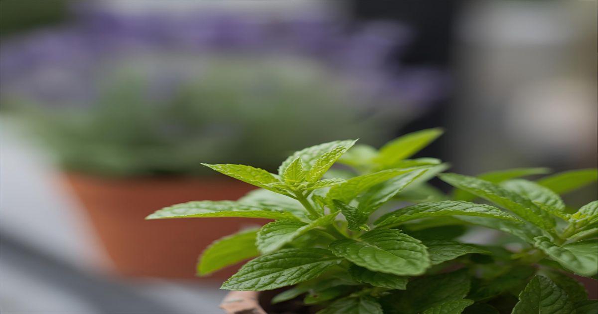Plantas Mais Eficazes para Manter Formigas
