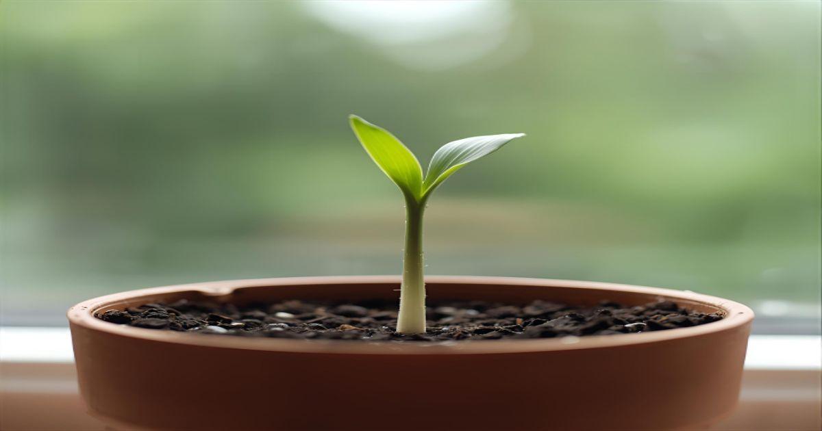 Planta Fácil de Cuidar Para Gato