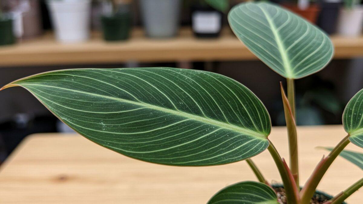 Plantas em alta 2025