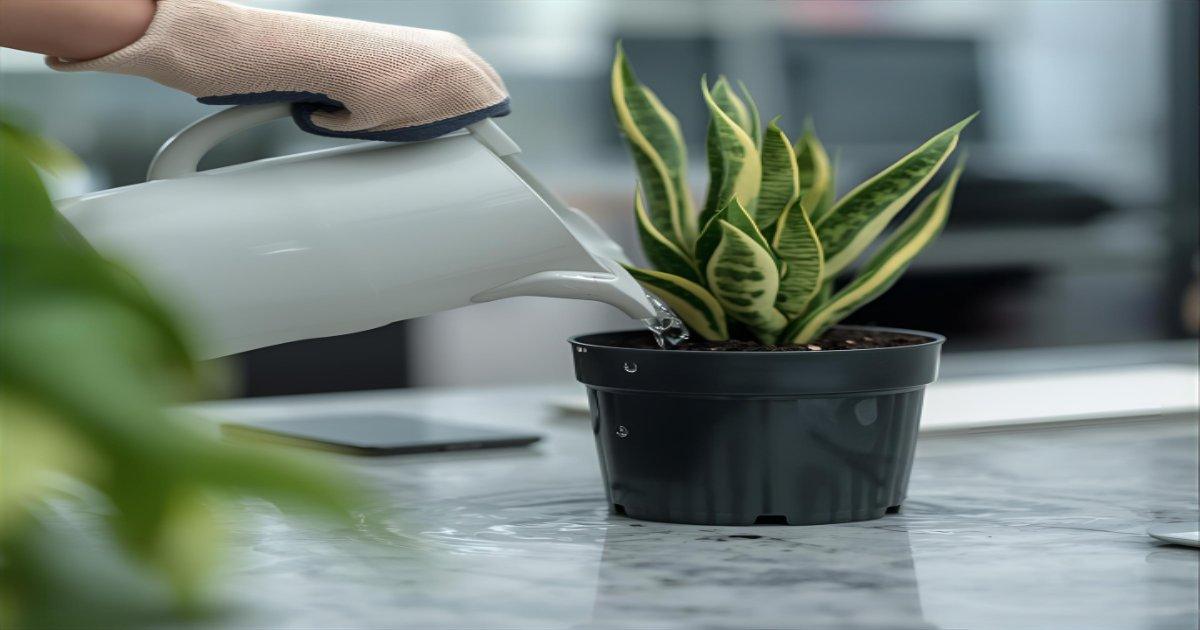 Plantas que Renovam o Ar