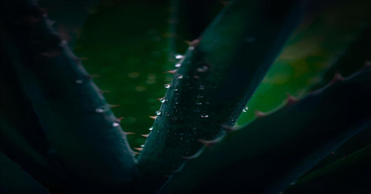Plantas que Melhoram o Sono