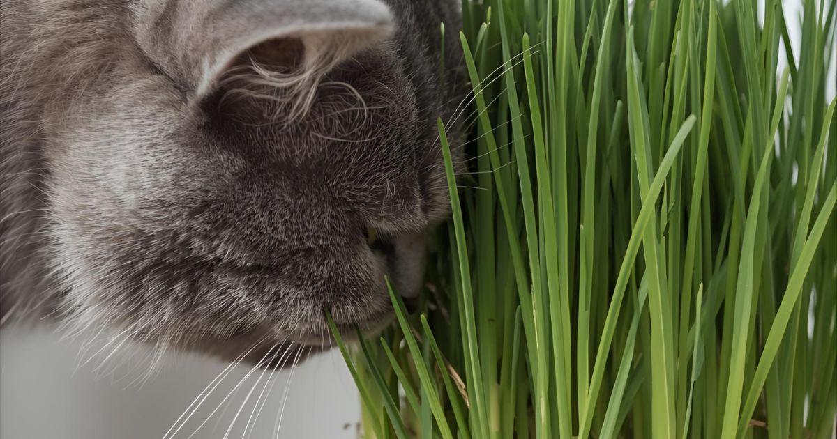 Planta Fácil de Cuidar Para Gato