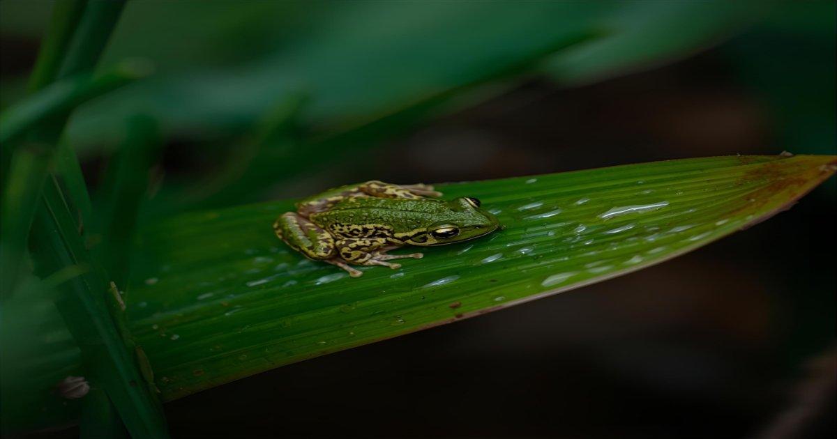 Planta Espanta Sapos