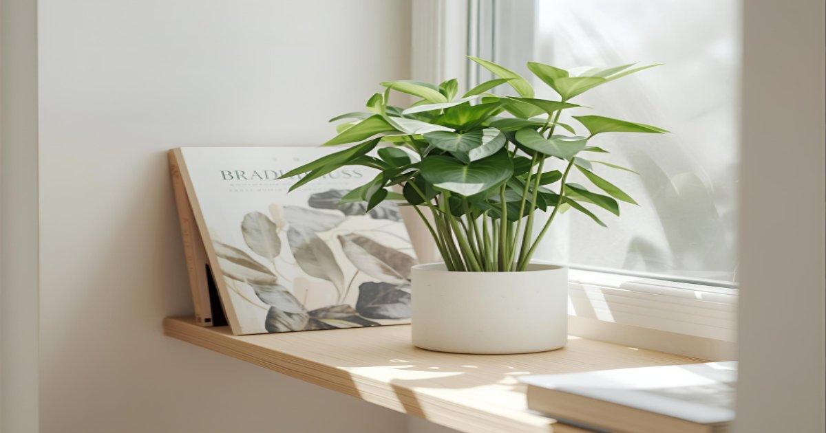 Plantas que Não Precisam de Água