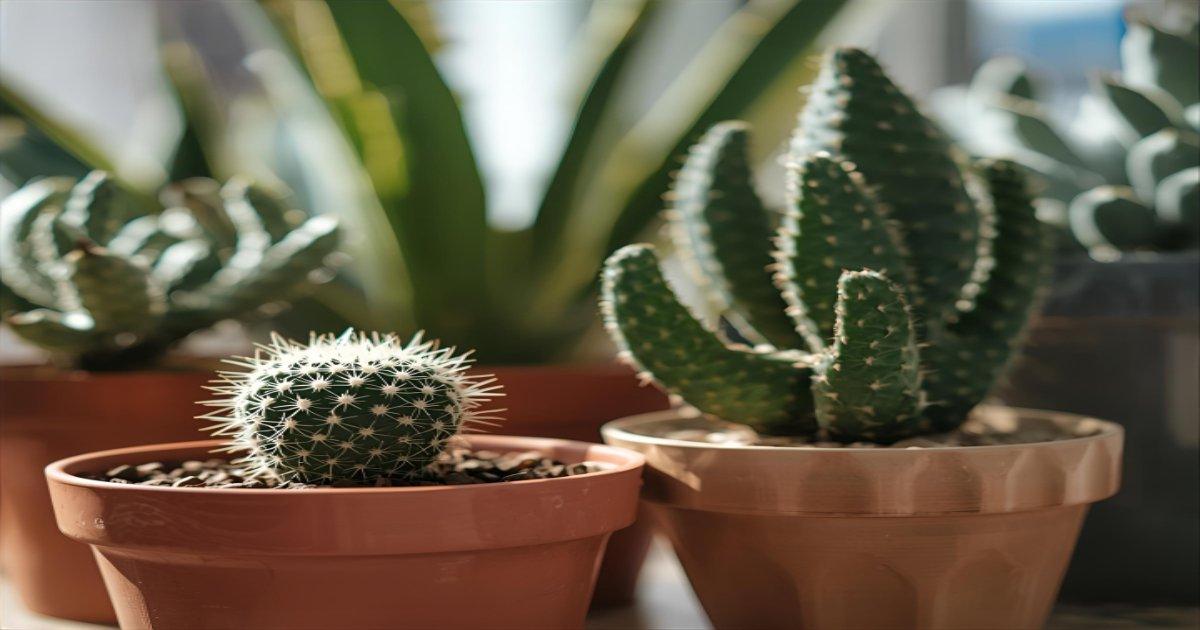 Plantas que Não Precisam de Água