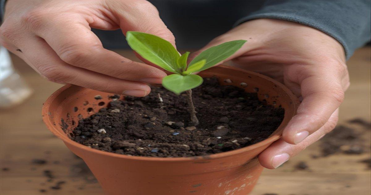 Plantas que Não Precisam de Água