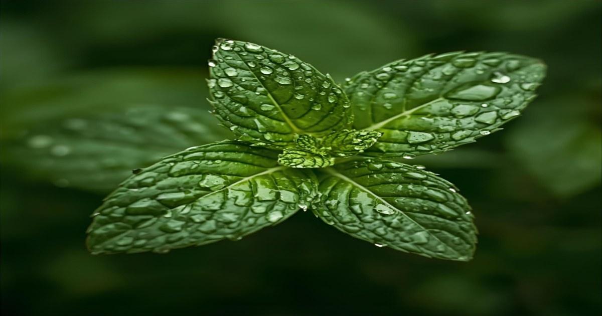 Plantas que neutralizam odores