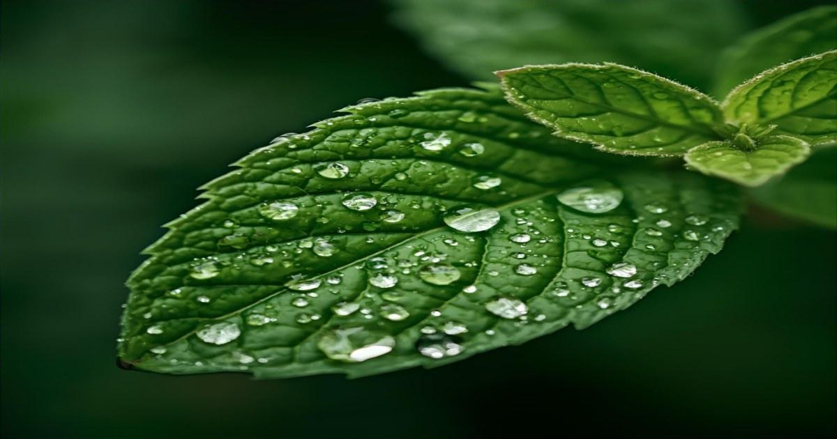 Plantas que neutralizam odores