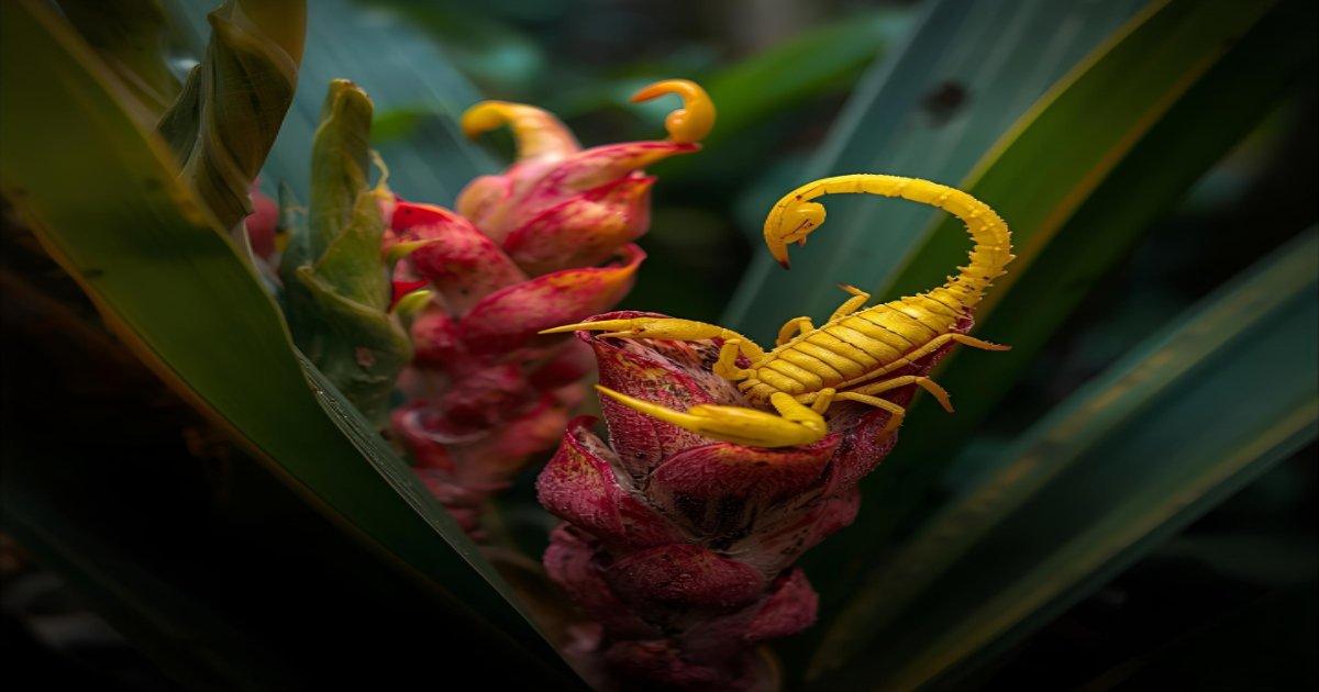 Plantas que atraem escorpiao