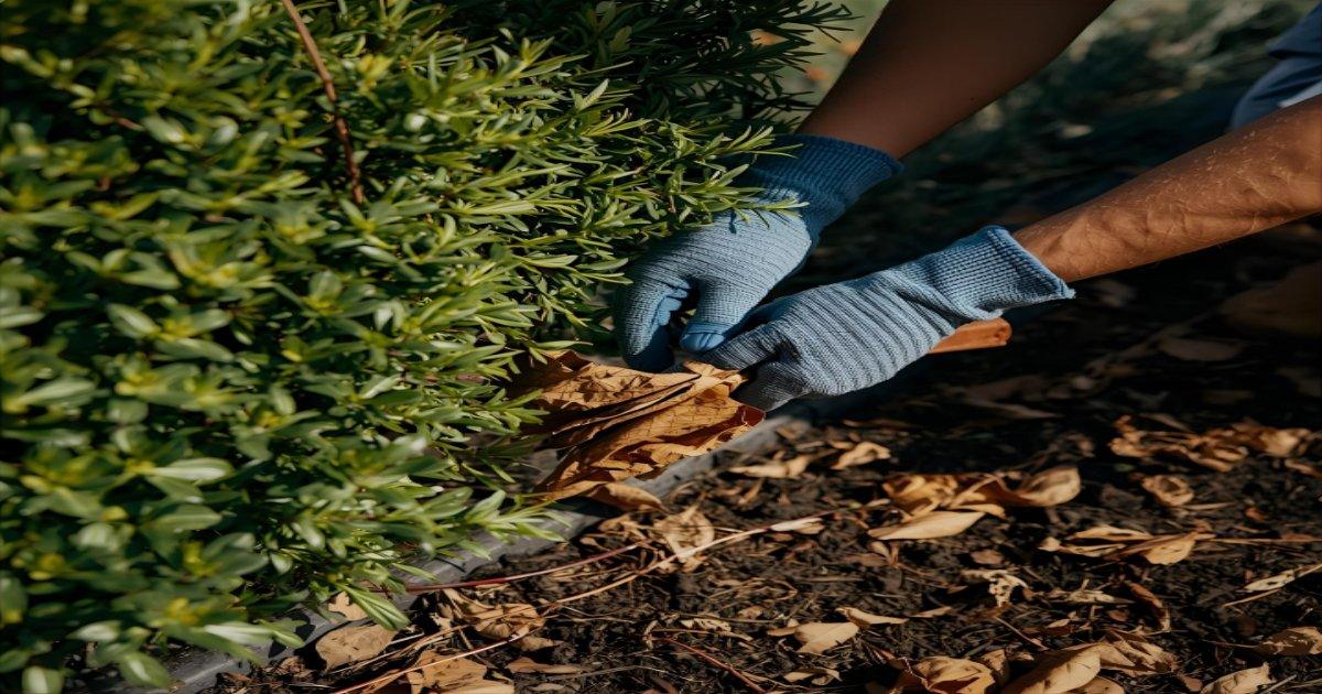 Plantas que atraem escorpiao